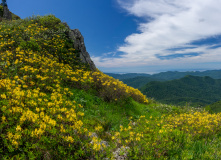 Кавказ, Южное цветочное путешествие: медовое цветение Азалии