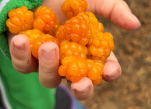 Карелия, У самого Полярного Круга: в нацпарк Паанаярви с детьми