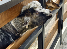 Северная Осетия (Алания), Три дня в Алании: Тайны Даргавса и высоты Фиагдона