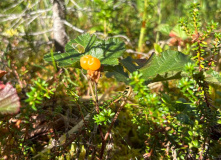 Карелия, У самого Полярного Круга: в нацпарк Паанаярви с детьми