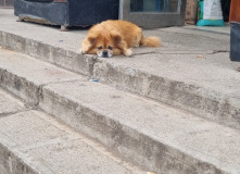 Китай, Китай и острова Владивостока (разведка)