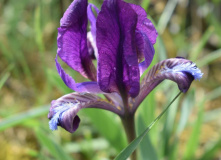 Дагестан, Дагестан глазами натуралиста