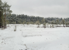 Подмосковье, Поход к карьеру Сима и хвойным лесам