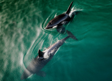 Дальний Восток, Шантарские острова: в поисках мечты (разведка)