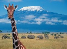 Танзания, Сафари в Танзании: в гости к Королю Льву