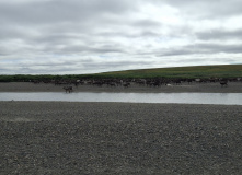 Урал, Полярный Урал. Сплав по рекам Нияю, Большая Уса и Уса
