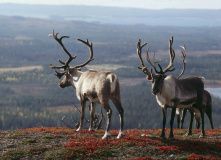 Финляндия, Финляндия на байдарках: Лапландия — пороги Ивалойоки и острова озера Инари