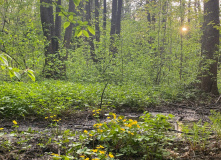 Северо-Запад, Форт "Риф" — Балтийская коса Финского залива (Кронштадт)