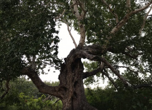 Камчатка, Камчатский вояж Лайт: шум океана и шёпот вулканов (комфорт-тур)