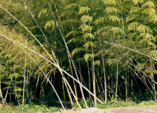 Япония, К пальмам и горячим пескам (разведка)