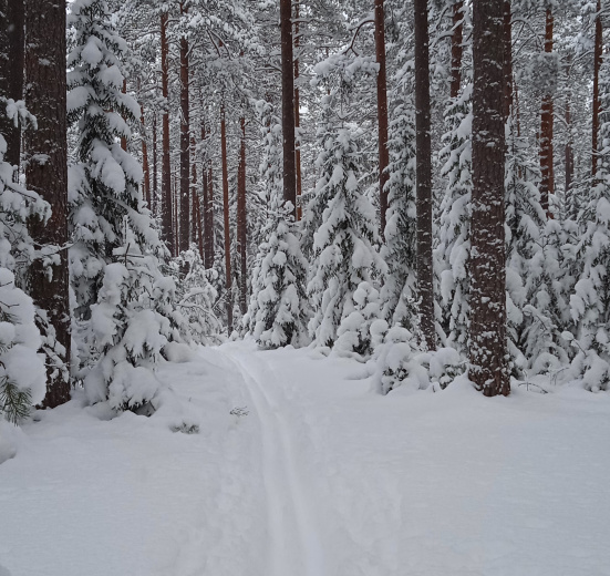 Лыжная прогулка в Ленобласти
