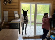 Алтай, Конный лагерь на Алтае с детьми