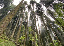 Грузия, Поход по нацпарку Боржоми с проживанием в отелях