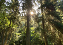 Грузия, Поход по нацпарку Боржоми с проживанием в отелях