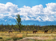 Алтай, Велопоход по Горному Алтаю (разведка)