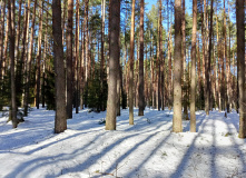 Подмосковье, Однодневный пеший поход «Северный лес Подмосковья»