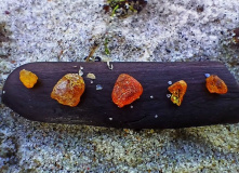 Калининград, По Янтарному пути на велосипедах (Калининград)