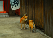 Япония, К пальмам и горячим пескам (разведка)