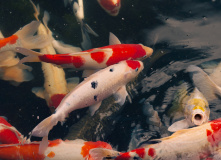 Япония, К пальмам и горячим пескам (разведка)