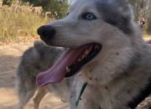 Подмосковье, Однодневный поход-трекинг с хаски