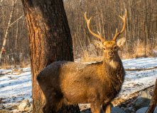 Кавказ, Горнолыжный лагерь в Дигории