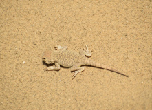 Дагестан, Дагестан глазами натуралиста