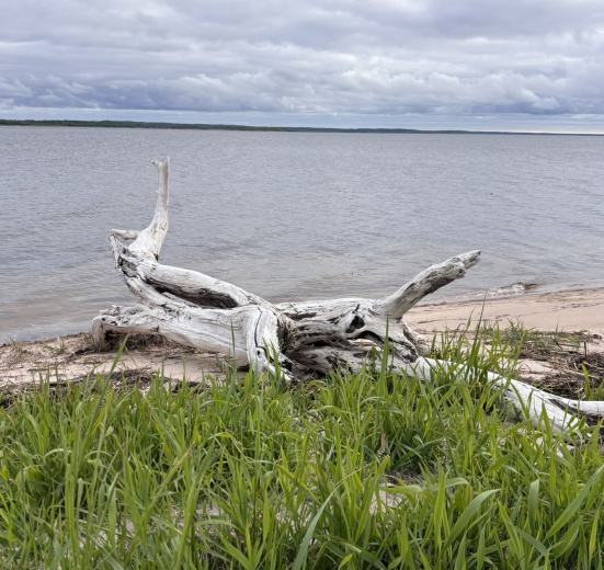Летний берег Белого моря: Онежское Поморье