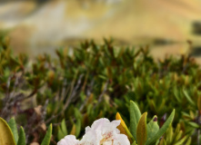 Кавказ, Палаточный лагерь в Санчаро (разведка)