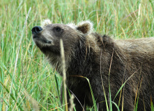 Дальний Восток, Шантарские острова: в поисках мечты (разведка)