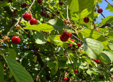 Узбекистан, Лето, весна, зима и снова лето: пеший поход по весенним горам Западного Тянь-Шаня