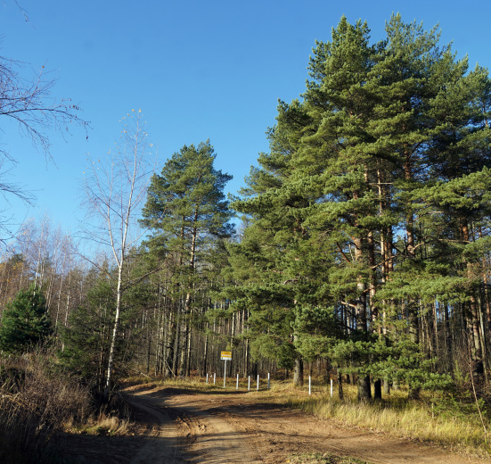 Северо-Запад, Колтушские высоты. Дети, кони, пони и собаки Павлова