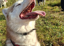 Подмосковье, Однодневный поход-трекинг с хаски