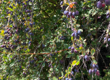 Киргизия, В стране эдельвейсов: пеший поход по Центральному Тянь-Шаню (Терскей-Алатау)