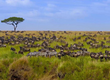 Кения, Восхождение на гору Кения и сафари в Масаи-Мара
