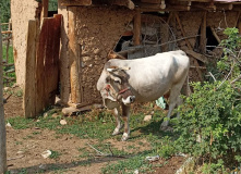 Узбекистан, Лето, весна, зима и снова лето: пеший поход по весенним горам Западного Тянь-Шаня