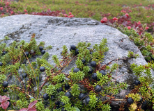 Кольский, Пеший поход в Дальние Зеленцы (разведка)