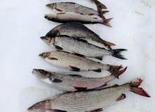 Карелия, Зимняя рыбалка в Карелии. Ловля хариуса, сига и кумжи на озере Топозеро