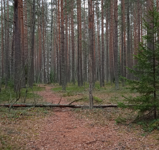 Северо-Запад, Ленобласть. Пеший поход полсотни миль