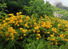 Кавказ, Осетия.Pro с проживанием в гостинице