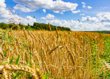 Подмосковье, Поход на одноместных байдарках по реке Осетр с автосопровождением