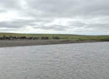 Урал, Полярный Урал. Сплав по рекам Нияю, Большая Уса и Уса