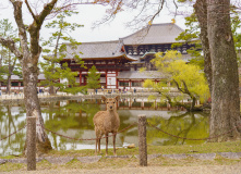 Япония, Япония в объятьях сливы и сакуры: ранее цветение