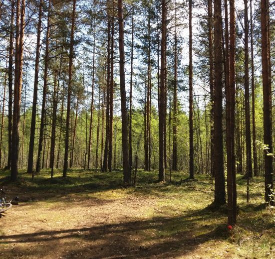 Велопрогулка "В поисках лесного озера"