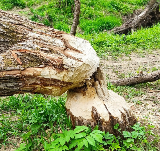 Подмосковье, Детский однодневный пеший поход: Сказка Истринского леса