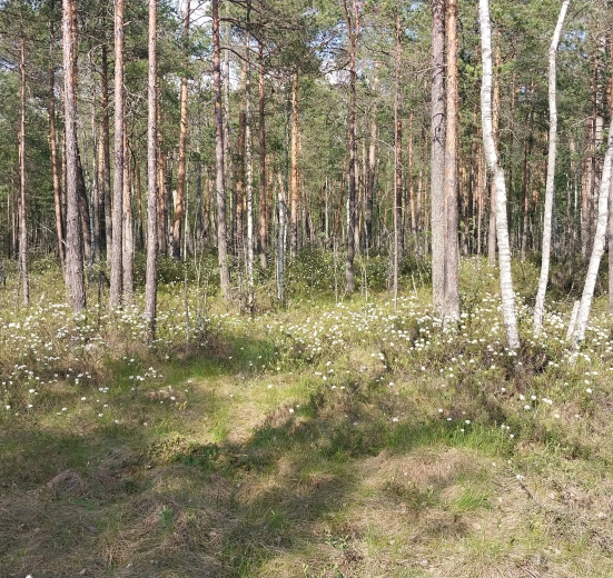 Подмосковье, Пеший поход «Суровый поход»