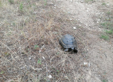 Турция, Карийская тропа: треккинг вдоль Эгейского моря (залив Гёкова)