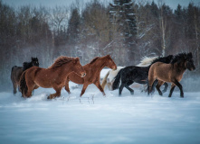 Северо-Запад, Однодневный выезд к свободным лошадям