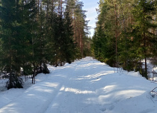 Подмосковье, Однодневный пеший поход «Северный лес Подмосковья»