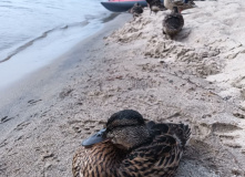 Карелия, Красоты Карелии - Куркиёки, Койонсаари, Кирьяж с детьми