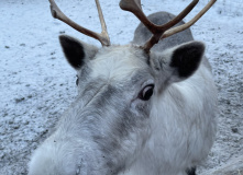 Карелия, Снежное сафари: мультитур в Карелии